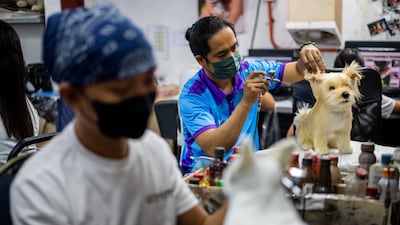 Customers send the details and measurements of the animal along with pictures and videos to use as a reference