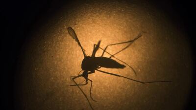 The Zika virus is spread by the Aedes mosquito. Felipe Dana / AP Photo / File
