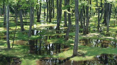 Junya Ishigami, Art Biotop Water Garden, 2013. Part of the Sharjapan exhibition at Sharjah Art Foundation. Courtesy junya.ishigami+associates