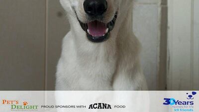 Harold is good in a home and house trained. The Labrador mix boy in confident with people he knows but needs to build his confidence in new surroundings. He’s 18 months old, neutered and looking for his forever home. Courtesy K9 Friends Dubai