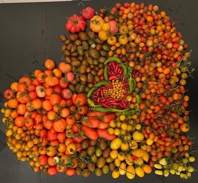 In the past season, Ranade harvested more than 80kg of heirloom tomatoes. Courtesy Anu Ranade