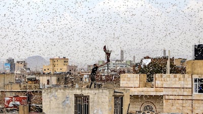 A man tries to catch locusts while standing on a rooftop as they swarm over the Huthi rebel-held Yemeni capital Sanaa on July 28, 2019. / AFP / Mohammed HUWAIS