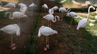 Flamingos at the Emirates Park Zoo and Resort, in Abu Dhabi, where breeding has been boosted after an enclosure was built with mirrors that 'give the birds a sense of a bigger flock surrounding them'. Antonie Robertson/The National