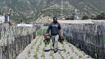 A farmer walks on his plot of land in the small fishing town of Ghar El Melh in northern Tunisia. AFP