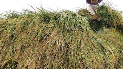 Today, for the first time since the first green revolution in the 1960s, growth of crop yields has slowed to an inferior rate compared with population growth. Enny Nuraheni / Reuters