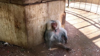 Happy is the last remaining animal at a makeshift zoo in a rundown park in Aleppo, Syria. A fragile truce has seen back visitors return to see the 22-year-old hamadryas baboon, which was once a popular attraction before the cilvil war that began in 2011. Youssef Karwashan / Agence France-Presse