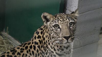 A female Arabian leopard at Al Ain Zoo. The zoo focuses on conserving wildlife and is involved in research and breeding. Photo: Al Ain Zoo
