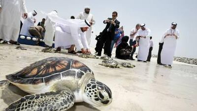 Workers from the Sharjah Museums Department and the Ministry of Environment and Water release rehabilitated sea turtles into the ocean, to mark World Ocean Day, in the back of Sharjah Aquarium at Al Khan Beach.