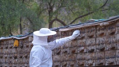 There are an estimated 4,000 beekeepers and 700,000 beehives in Saudi Arabia. Photo: Soudah Development