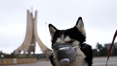A dog wears a face mask while being walked by its owner near the landmark martyrs monument in Algiers, Algeria. AP Photo