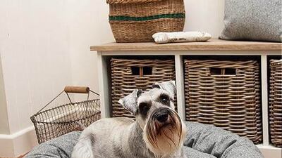 Mutts & Hounds Stoneham Tweed Donut Bed For Dogs (70cm), Dh399, The Petshop. Photo: Mutts & Hounds