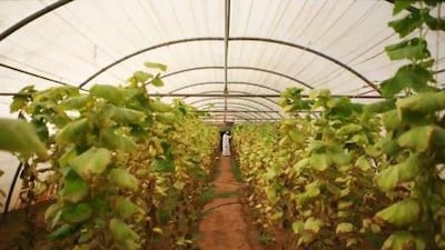 A farmer inspects a crop of cucumbers being grown in a greenhouse on the island of Delma, located off the coast of the UAE. Galen Clarke / The National