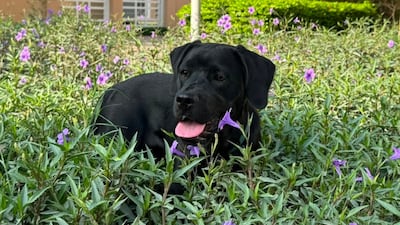 The writer's pet puppy Penny in a bush she definitely should not have been in. Farah Andrews / The National