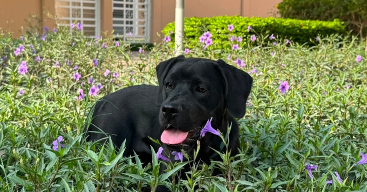 The lessons I've learnt since adopting a puppy