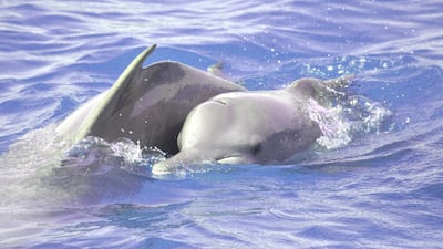 Nearly 14% of Abu Dhabi's waters are marine protected, but researchers say that coastal areas are being disturbed by port construction, boat traffic, fishing, oil and gas activity and land reclamations. Courtesy: Environment Agency Abu Dhabi