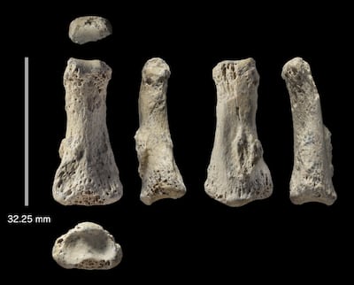 A Homo sapiens fossil finger bone from the Al Wusta archaeological site in Saudi Arabia. AP Photo
