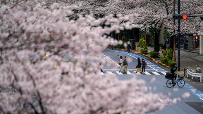 It was the first variety of cherry blossom to come to full bloom in Japan in 2022. AP