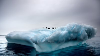 Penguins atop an ice float in Antarctica. Photo: Norman McCloskey