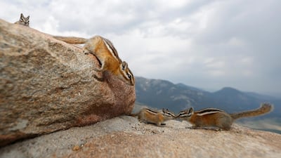 Chipmunks run along a rock ledge at the Horseshoe Park overlook in Rocky Mountain National Park in Grand Lake, Colorado, USA. AP Photo