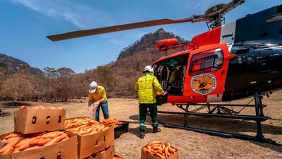 National Parks and Wildlife services loading carrots and sweet potato to drop over the bushfire affected areas along the South Coast for wallabies. AFP