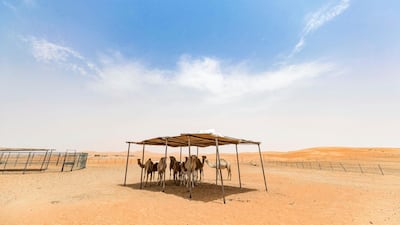 Head south and there’s nothing until the palms of the Liwa oasis, a five-hour drive on a restricted access motorway that cuts through the Empty Quarter.