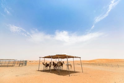 Heavy rains once filled Qoa aquifers, making it a destination for herdsmen and their flocks. Chris Whiteoak / The National