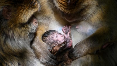 A Barbary macaque feeds a young animal in the outdoor enclosure on the so called 'Monkey Mountain' in Salem, Germany. AP