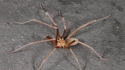 The Sahastata nigra male is much smaller than its female counterpart to which it often falls prey. All pictures by Mark Stockmann