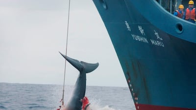 The 'Yushin Maru' catcher ship of the Japanese whaling fleet harpoons a whale. EPA