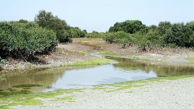 A creek in the mangrove forest at Khor Zowra, Ajman. The mangroves are fully exposed by a spring low tide. Photo: Gary Feulner