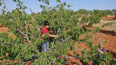 Farmers have started harvesting cherries in the region, north-west of the country.