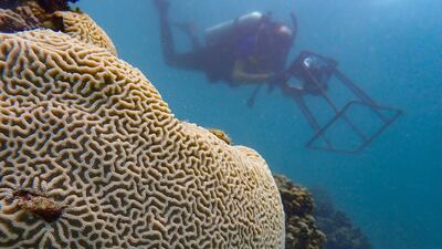 Bleaching happens when heat stress forces a coral lose their algae - which provides colour and most of their energy