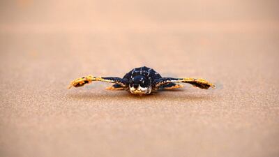 A newly-hatched baby leatherback sea turtle makes its way into a sea for the first time at a beach in Phanga Nga district, Thailand. Reuters
