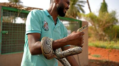 Centre manager Mansour Al Mushrif holds an African Rock Pyhton during a medical check.