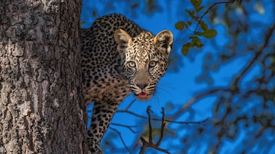 Leopard peers out from its hiding spot at Kruger National Park, South Africa. Photo by Dr Harold Vanderschmidt