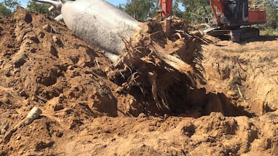 The trees were extracted from their original home in Australia using a 35-tonne excavator. Photo: Cycad Enterprises