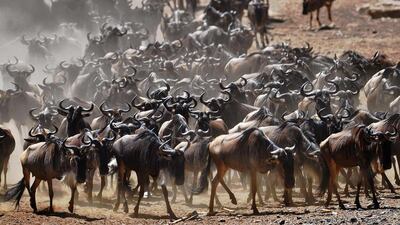 A wildebeest herd is pictured during the annual wildebeest migration in the Masai Mara game reserve, Kenya. AFP
