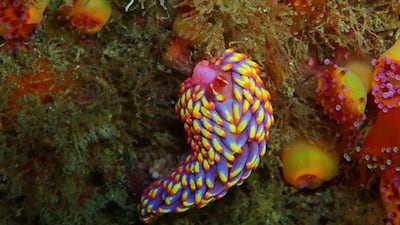 A specimen of Babakina anadoni, which is just 2cm long, was found by a diver off the coast of the UK's Scilly Isles earlier this month. Image: Allen Murray