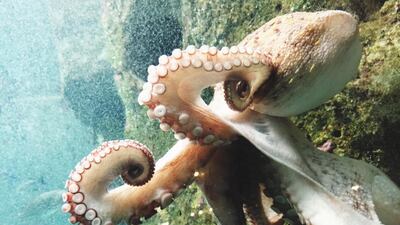 Like chimpanzees, dolphins and crows, they are among a set of intelligent animals that have been observed using tools. Small octopuses have been seen living in coconut shells. Getty Images