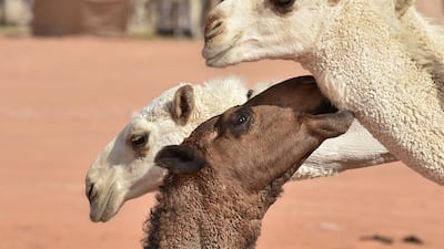 Camels compete in the beauty pageant of the annual King Abdulaziz Camel Festival in Rumah. AFP