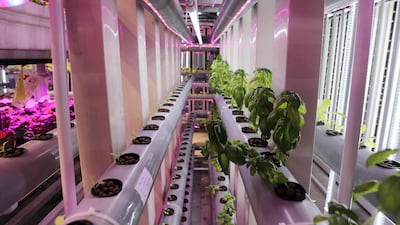 A soil-free vertical farm at the site.