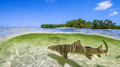 Episode 4, Oceans: lemon sharks swim in the shallow waters by the mangrove forests of Bimini in the Bahamas. Photo: Ed Charles / Silverback Films 2017