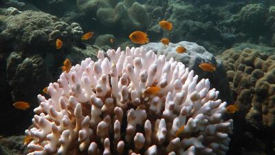 This undated handout photo from the ARC Centre of Excellence for Coral Reef Studies at James Cook University, shows an aerial survey of coral bleaching on the Great Barrier Reef. AFP
