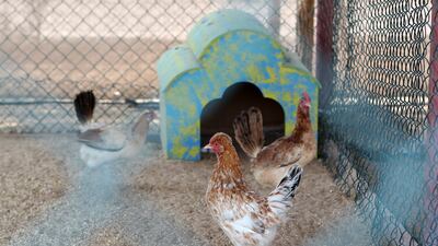 A good mix of tourists and residents visit The Camel Farm