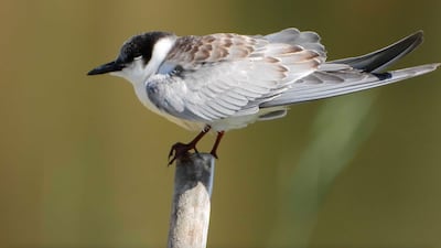 Thousands of birds stop over at Al Azraq wetlands as they migrate from Europe to Africa and back. Photo: Hazem Al Hreish
