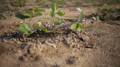 On Sunday, President Sheikh Khalifa called for a prayer for rain, known as Salaat Al Istisqaa, to be performed in all mosques and musallahs across the country at 7.30am on Tuesday. Razan Alzayani / The National