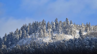 Snow covers trees at the Wank mountain in Garmisch-Partenkirchen. EPA