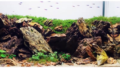 Architect and artist Huzefa Goga creates bespoke aquascapes for exhibitions and private buyers. All photos: Huzefa Goga