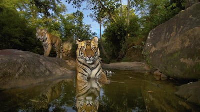 Tiger snapping in India - Dedication is often required in finding wild tigers in India. The Bandhavgarh Tiger Reserve in Madhya Pradesh is the best spot for seeing them. Getty Images