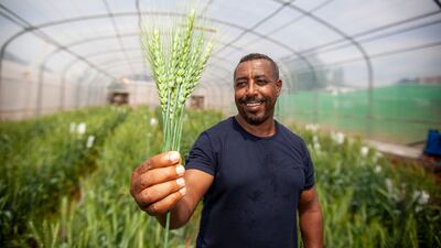 The wheat can thrive in water-stressed climates. All photos: International Centre for Agricultural Research in the Dry Areas (Icarda)